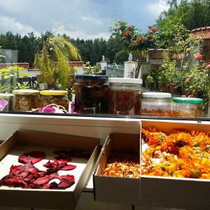 Blumen und Kräuter sammeln, trocken für die Praxis in der Dipl. Kräuterpädagoge/in Ausbildung in Graz Österreich