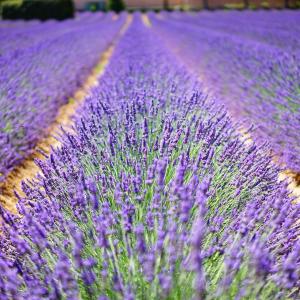 Lavendelfeld - Pixabay