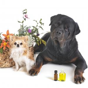 Aromatherapie für Tiere- Grundausbildung - AdobeStock Cynoclub