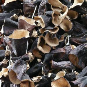 Mykologie Mykotherapie die Heilkraft der Pilze Ausbildung