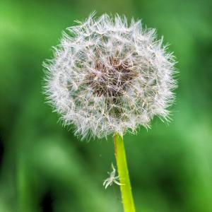 Pollenallergie bei Gräsern und Pflanzen