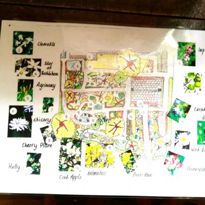 Plan eines Bachblütengartens Plan eines Bachblütengartens