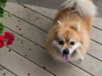 Hund vor roter Blume - Tierakademie