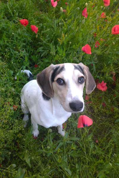 BaBlü® Team - Dafne