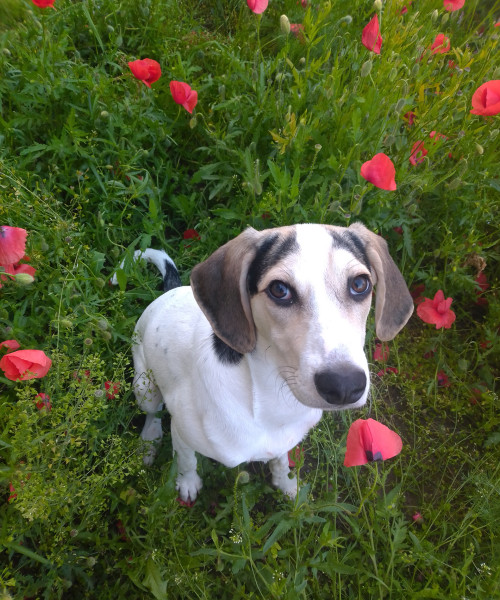 BaBlü® Team - Dafne