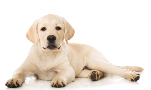 Labrador Welpe