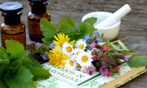 TEM Kräuterkunde und Heilpflanzen