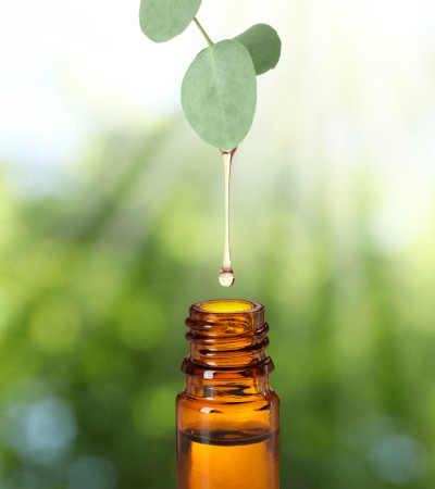 Eukalyptus staigeriana (bio)