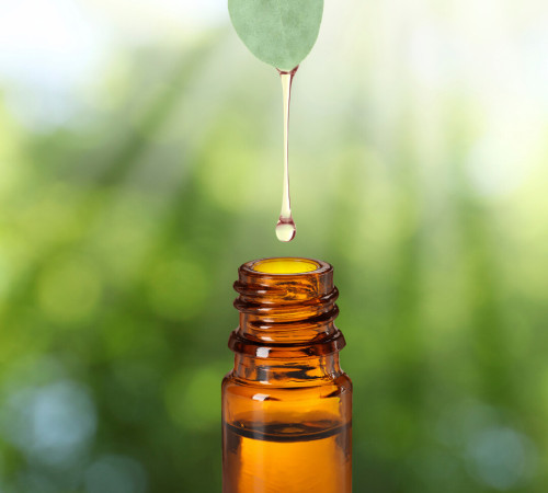 Eukalyptus staigeriana (bio)