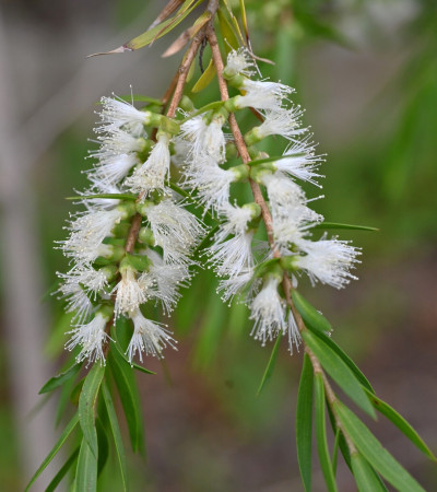 Niaouli bio (Melaleuca viridiflora)