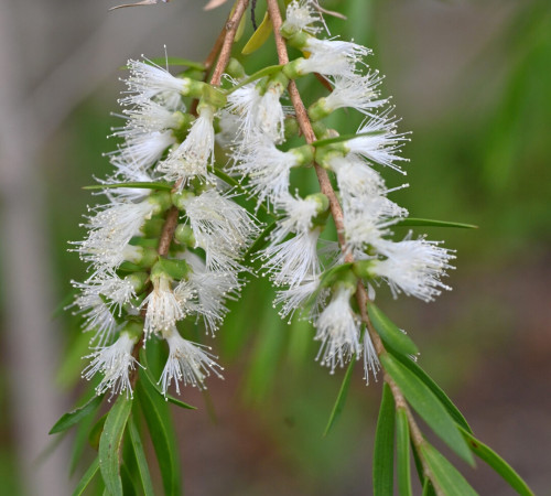 Niaouli bio (Melaleuca viridiflora)