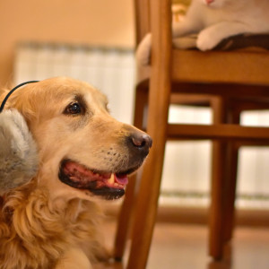 Bachblüten für Hunde und Katzen zu Silvester