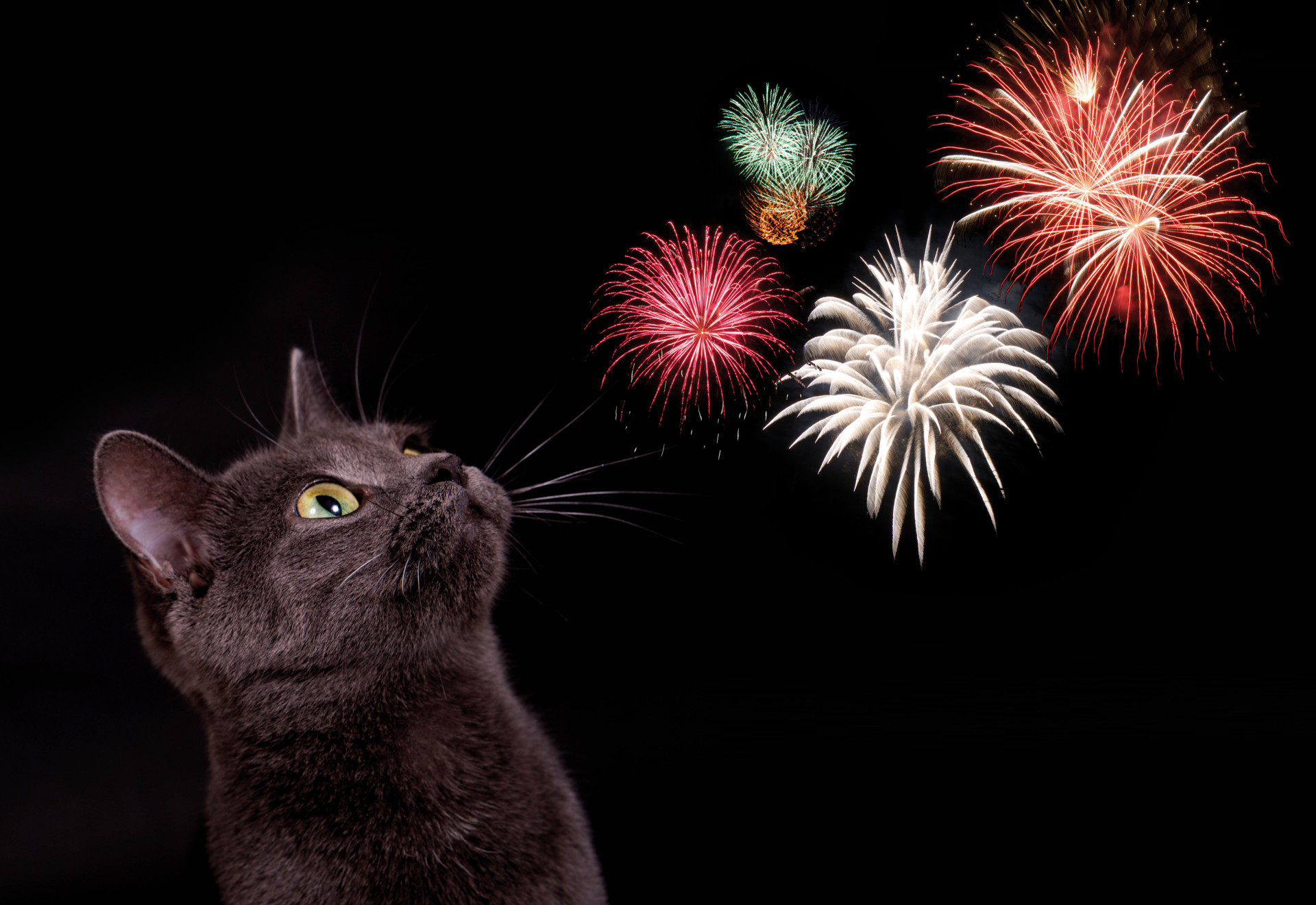 Bachblüten für Tiere bei Angst vor Silvester, Lärm und Feuerwerk