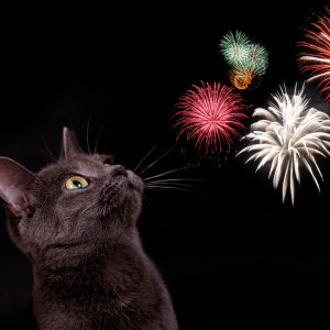 Bachblüten für Tiere bei Angst vor Silvester, Lärm und Feuerwerk