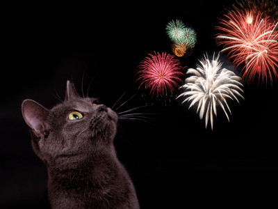 Bachblüten für Tiere bei Angst vor Silvester, Lärm und Feuerwerk