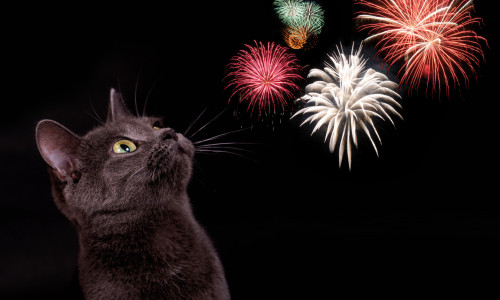 Bachblüten für Tiere bei Angst vor Silvester, Lärm und Feuerwerk