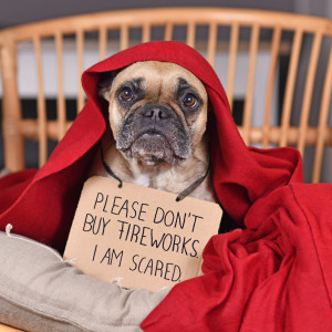 Bachblüten für Tiere bei Feuerwerk und Silvester, Hund