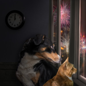 Ängstliche Hunde und Katze zu Silvester Ängstliche Hunde und Katze zu Silvester