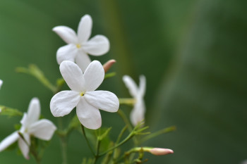 Jasmin ätherisches Öl