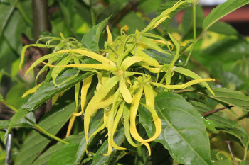 ylang-ylang ätherisches Öl