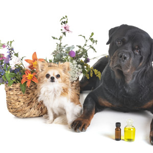 Hunde mit Blumenkorb & ätherischen Ölen Hunde mit Blumenkorb & ätherischen Ölen