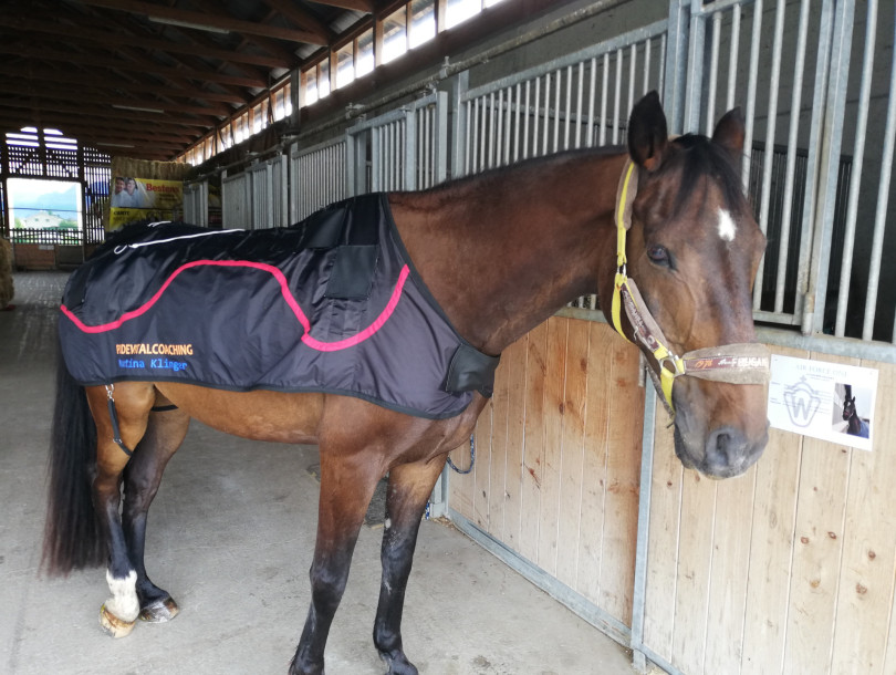 Pferdevitalcoaching | Martina Klinger Pferdevitalcoaching | Martina Klinger