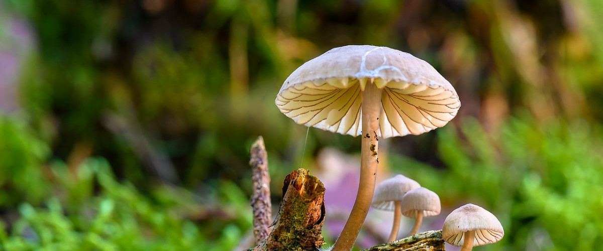 BaBlü® Gratis-Webinar: Heilpilze (Vitalpilze) für die Hausapotheke!