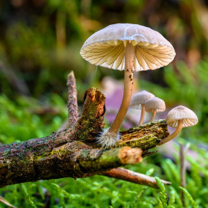 BaBlü® Gratis-Webinar: Heilpilze (Vitalpilze) für die Hausapotheke! BaBlü® Gratis-Webinar: Heilpilze (Vitalpilze) für die Hausapotheke!