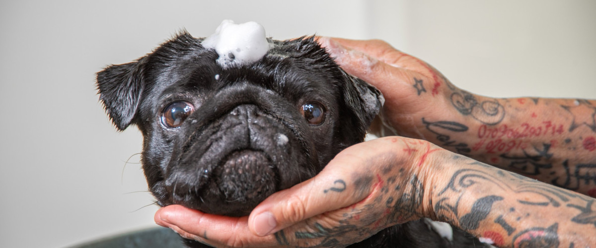 Ellen Fuhrmann - begeisterte Absolventin der Tierenergetik Ausbildung