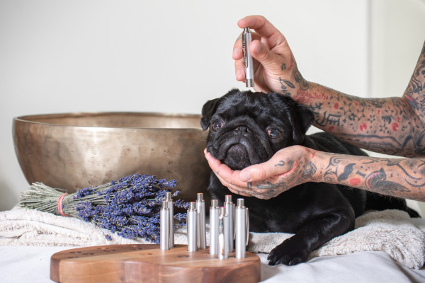 Tierenergetik | Ellen Fuhrmann Tierenergetik | Ellen Fuhrmann