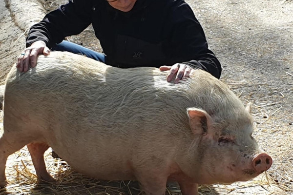 Tierenergetik | Ellen Fuhrmann Tierenergetik | Ellen Fuhrmann