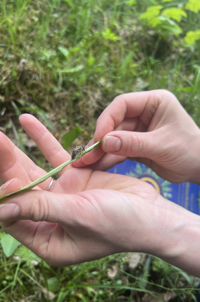 Stefanie Schaffler rettet eine Biene. Begeisterte Absolventin der Bachblütenakademie Stefanie Schaffler rettet eine Biene. Begeisterte Absolventin der Bachblütenakademie