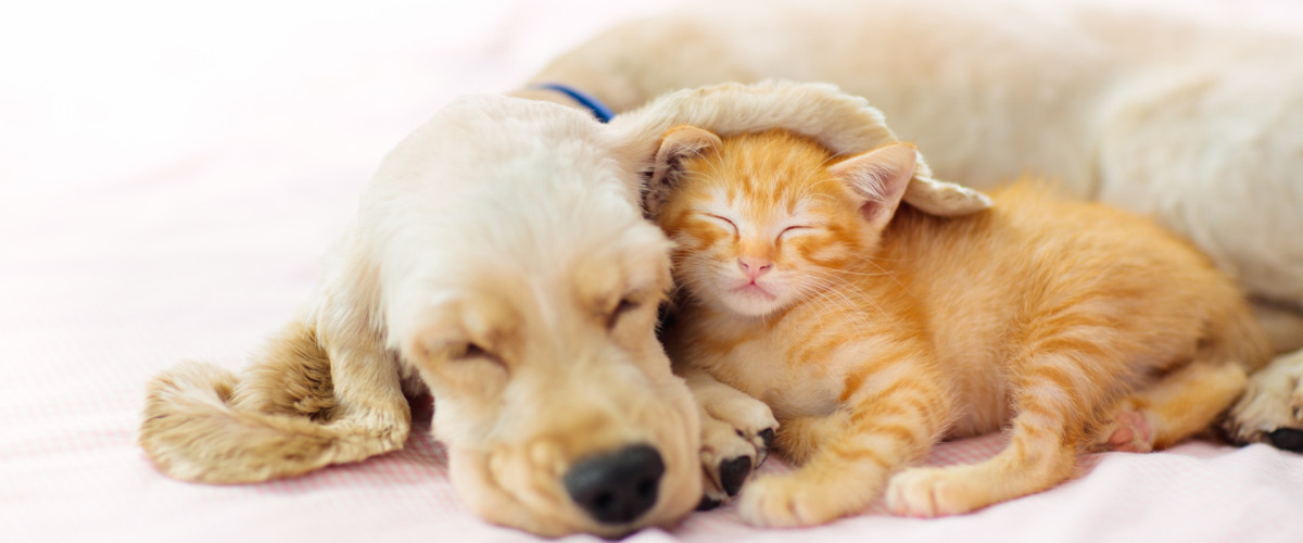 Tierisch gut begleitet – einfache Aromatipps für Pferd, Hund & Katze | BaBlü Webinar