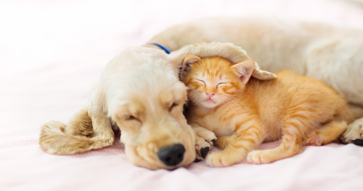 Gratis-Webinar: Tierisch gut begleitet – einfache Aromatipps für Pferd ...