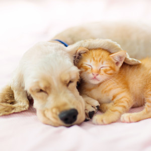 Tierisch gut begleitet – einfache Aromatipps für Pferd, Hund & Katze | BaBlü Webinar