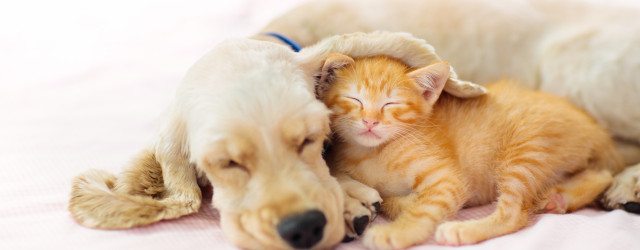 22.10.: Tierisch gut begleitet – einfache Aromatipps für Pferd, Hund & Katze