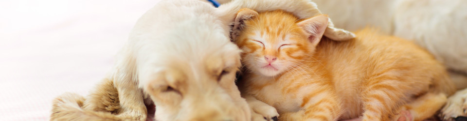 23.06. Gratis-Webinar: Tierisch gut begleitet - einfache Aromatipps für Pferd, Hund & Katze