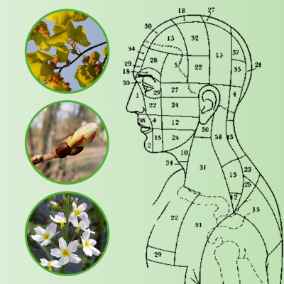 Bachblütenschienen nach Dietmar Krämer