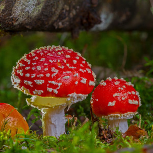 BaBlü® Gratis-Webinar: Heilpilze (Vitalpilze) für die Hausapotheke! BaBlü® Gratis-Webinar: Heilpilze (Vitalpilze) für die Hausapotheke!