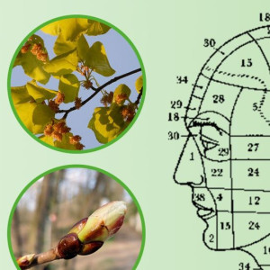 Titelbild Hautzonen Titelbild Hautzonen