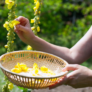 Gratis-Webinar mit Fräulein Grün: Detox-Kräuterkur im Frühling - Entgiften & Entschlacken mit Heilpflanzen