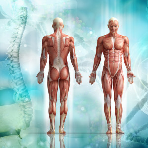 human body Gratis-Webinar: Kinesiologie – Beweglichkeit für Körper und Seele – Vitalität für die ganze Familie