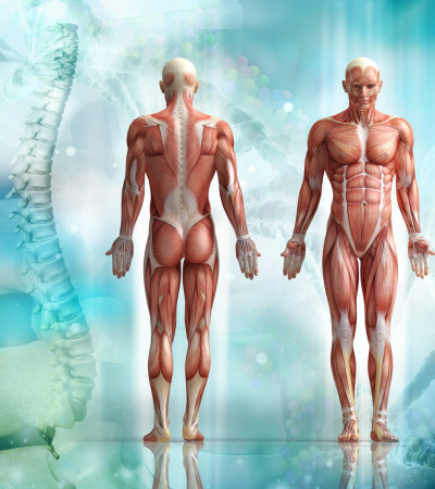 Gratis-Webinar: Kinesiologie – Beweglichkeit für Körper und Seele – Vitalität für die ganze Familie