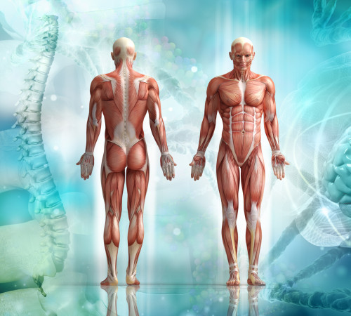 Gratis-Webinar: Kinesiologie – Beweglichkeit für Körper und Seele – Vitalität für die ganze Familie