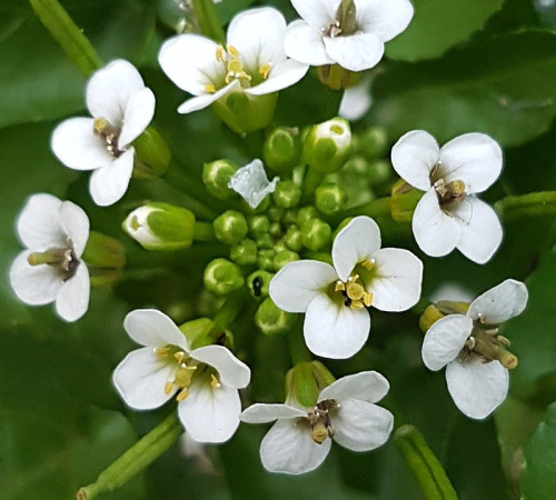 Brunnenkresse