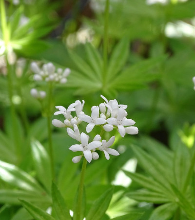 Waldmeister