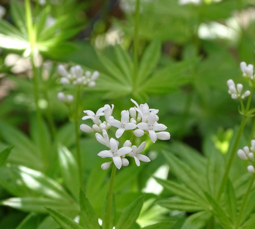 Waldmeister