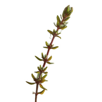 Thymian