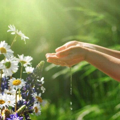 Heilpflanzen & Hausmittel für Kinder: 5 Gründe, warum Eltern sie kennen sollten!