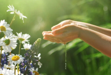 Heilpflanzen & Hausmittel für Kinder: 5 Gründe, warum Eltern sie kennen sollten!